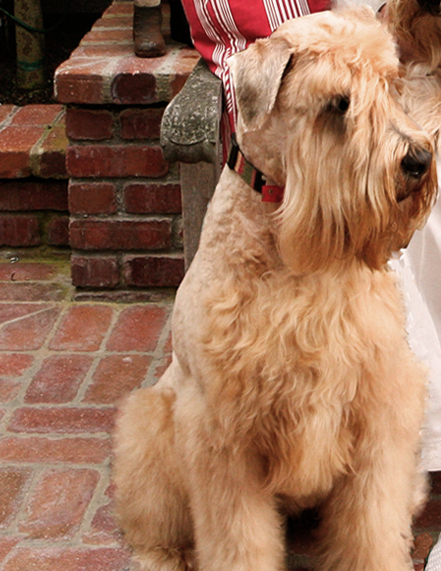 Soft Coated Wheaten Terrier Rescue Northern California